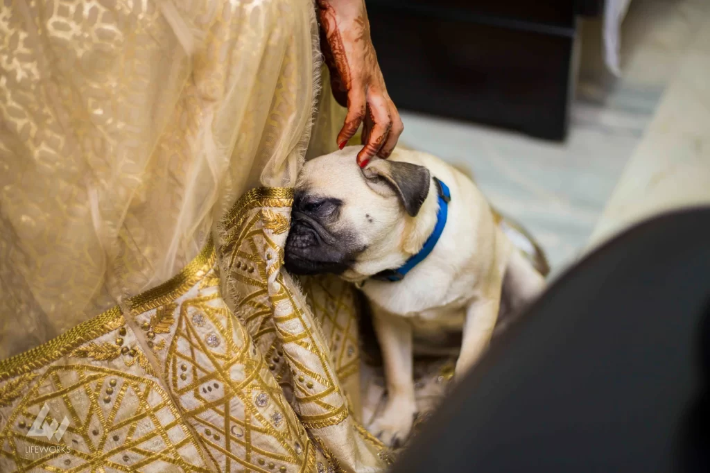 An endearing image of a dog standing beside the bride, exuding joy and warmth as they share a special moment together on the wedding day.