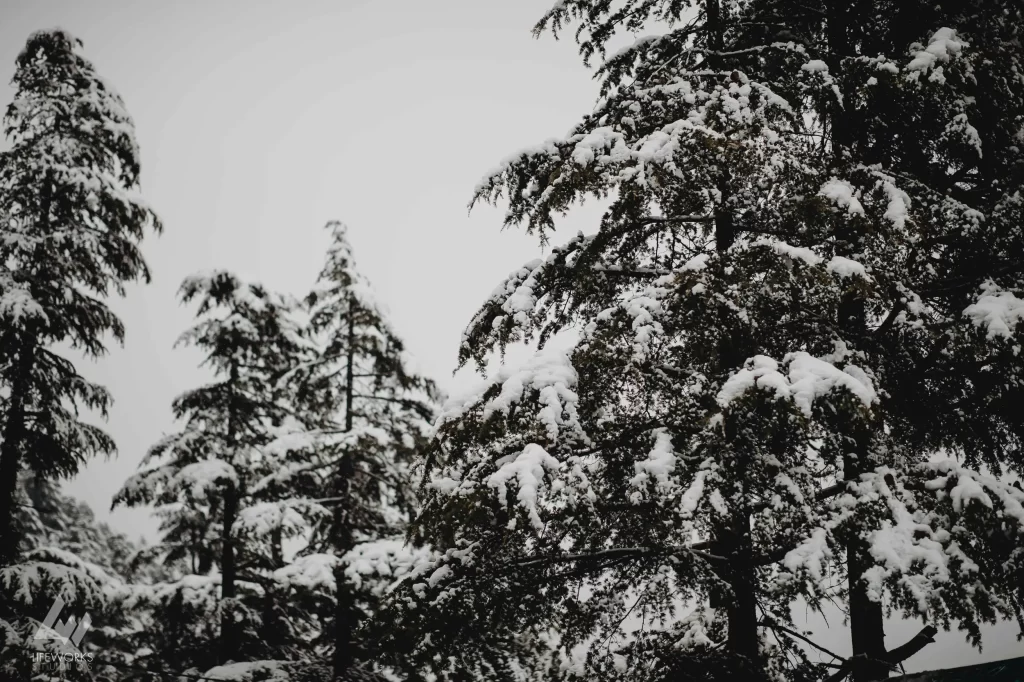 the lush greenery of Khajjiar during their pre-wedding shoot.