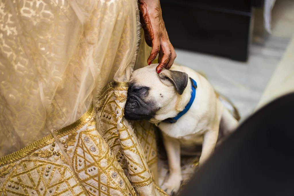  joyful dog stands beside the bride, adding a touch of happiness and playfulness to the wedding celebration.